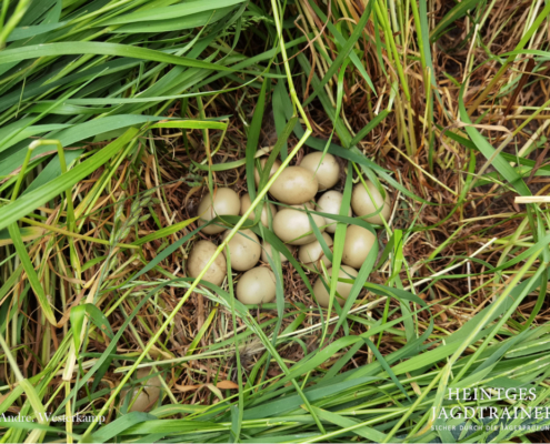 Die durchschnittliche Anzahl eines Fasanengeleges besteht aus wievielen Eiern?
